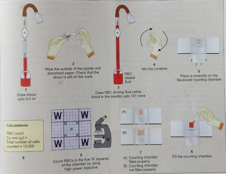 red blood cell count
