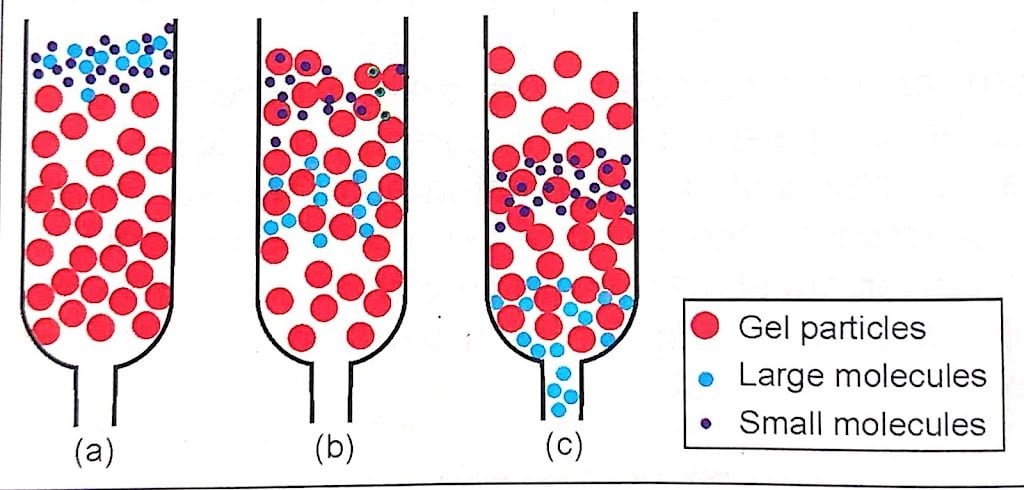Size Exclusion Chromatography