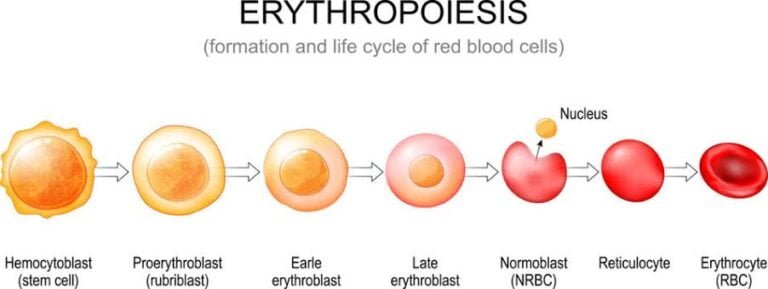 Erythropoiesis