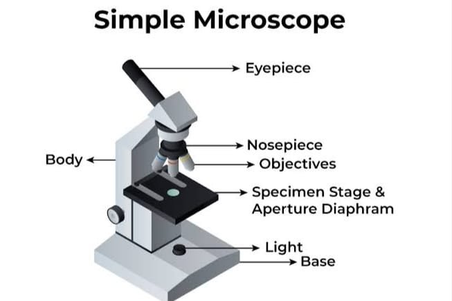 compound microscope