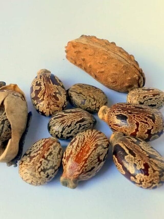 castor-oil-seeds-327186_640