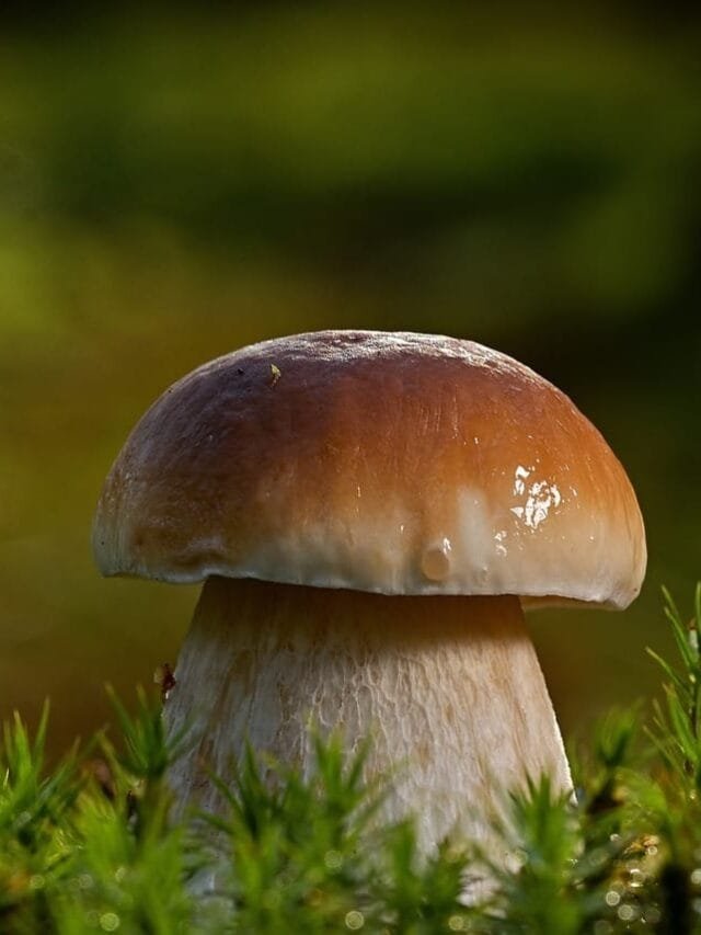 10 HEALTH BENIFITS OF EATING MUSHROOM