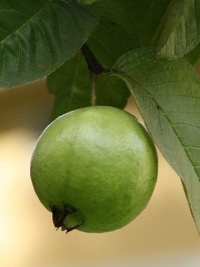 guava-188440_640